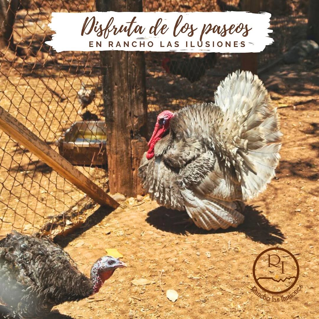 Animales y paseos